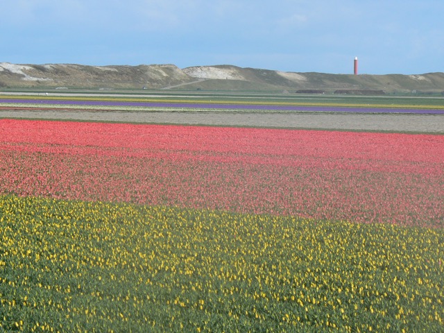 Traumlage, umgeben von Tulpen im Frühling